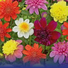 8718641970492 1 Dahlia Anemone Flowering Mixed.jpg